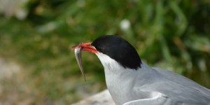 Seeschwalbe mit Fisch im Schnabel