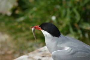 Seeschwalbe mit Fisch im Schnabel