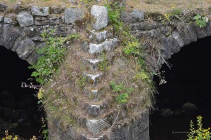 Gras auf Ruine