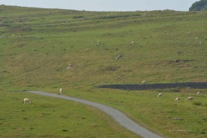 Landschaft in Northumberland