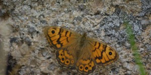 Schmetterling