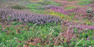 Heidelandschaft am Lands End