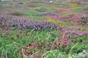 Heidelandschaft am Lands End