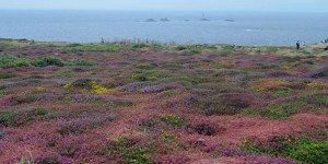 Heidelandschaft am Lands End