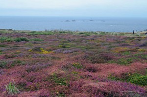 Heidelandschaft am Lands End