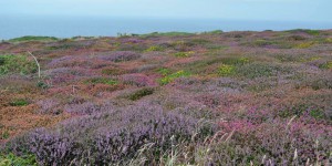 Heidelandschaft am Lands End