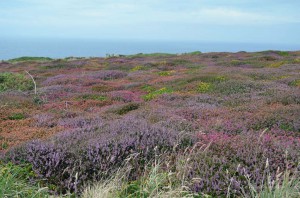 Heidelandschaft am Lands End