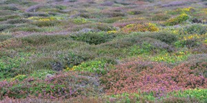 Heidelandschaft am Lands End