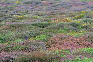 Heidelandschaft am Lands End