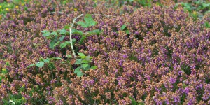 Heidelandschaft am Lands End