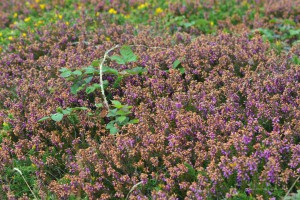 Heidelandschaft am Lands End