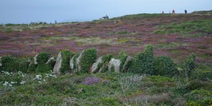 Heidelandschaft am Lands End