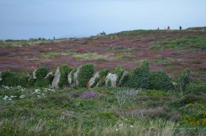 Heidelandschaft am Lands End