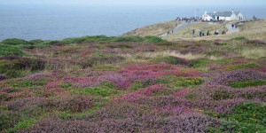 Heidelandschaft am Lands End