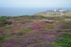 Heidelandschaft am Lands End