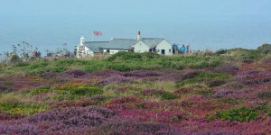Heidelandschaft am Lands End
