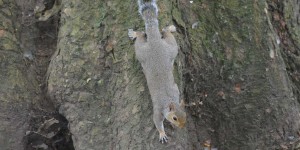 Grauhörnchen im St. James park
