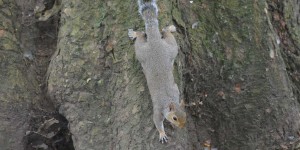 Grauhörnchen im St. James park