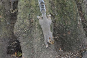 Grauhörnchen im St. James park