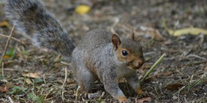 Grauhörnchen im St. James park