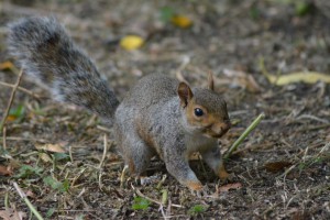 Grauhörnchen im St. James park