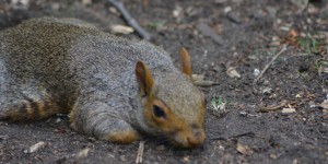 Grauhörnchen im St. James park