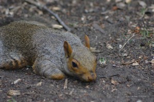 Grauhörnchen im St. James park