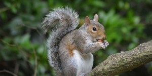 Grauhörnchen im Hyde Park