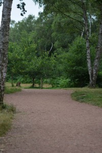 Sherwood Forest