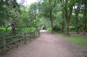 Major Oak im Sherwood Forest