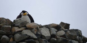 Pingu auf dem Scafell Pike