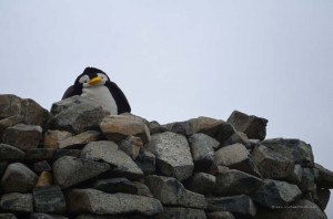 Pingu auf dem Scafell Pike