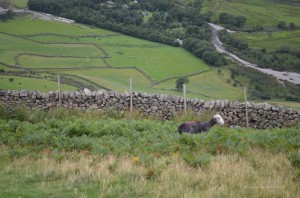 Schaf auf dem Wanderweg