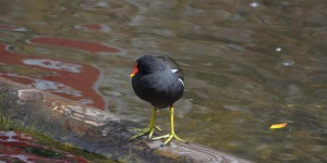 Teichralle mit grünen Füßen