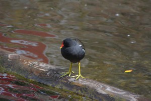 Teichralle mit grünen Füßen