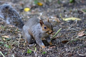 Grauhörnchen