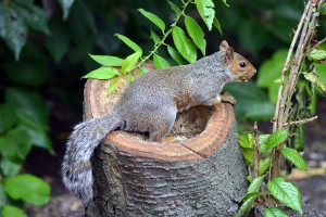 Grauhörnchen