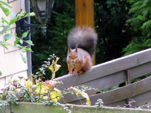 Eichhörnchen