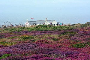 Heide am Lands End