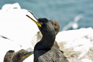 Kormoran