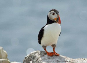 Puffin