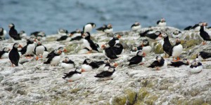 Vogelkolonie auf Farne Islands