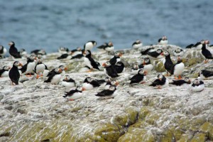 Vogelkolonie auf Farne Islands