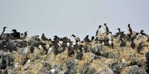 Farne Islands