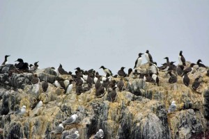 Farne Islands