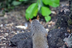 Grauhörnchen