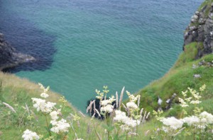 Blüten an der Küste