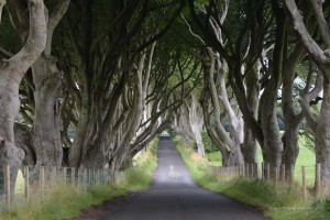 Dark Hedges