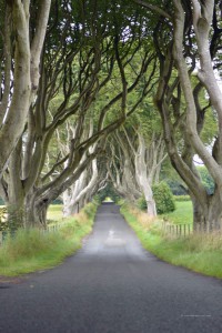 Dark Hedges