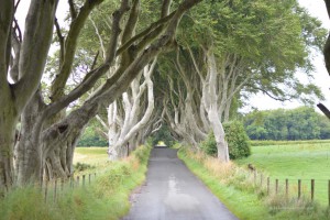 Dark Hedges